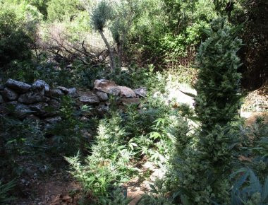 Χίος: Εντοπίστηκε χασισοφυτεία στη Βολισσό